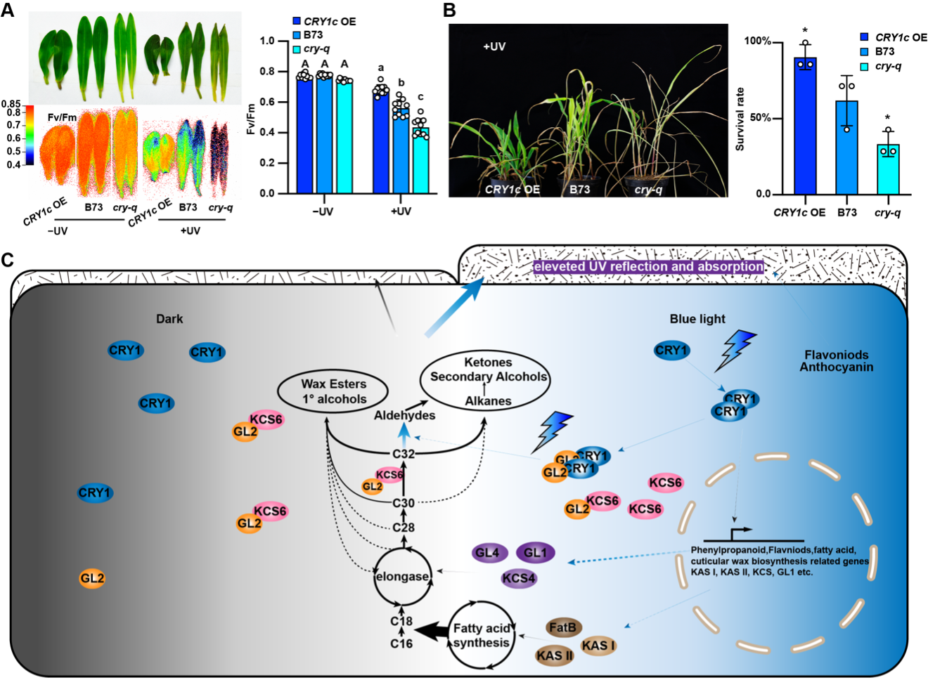 NC | 团队破解玉米“防晒”密码！蓝光助其抵御紫外线损伤
